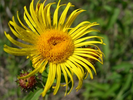 Inula cfr. salicina L.